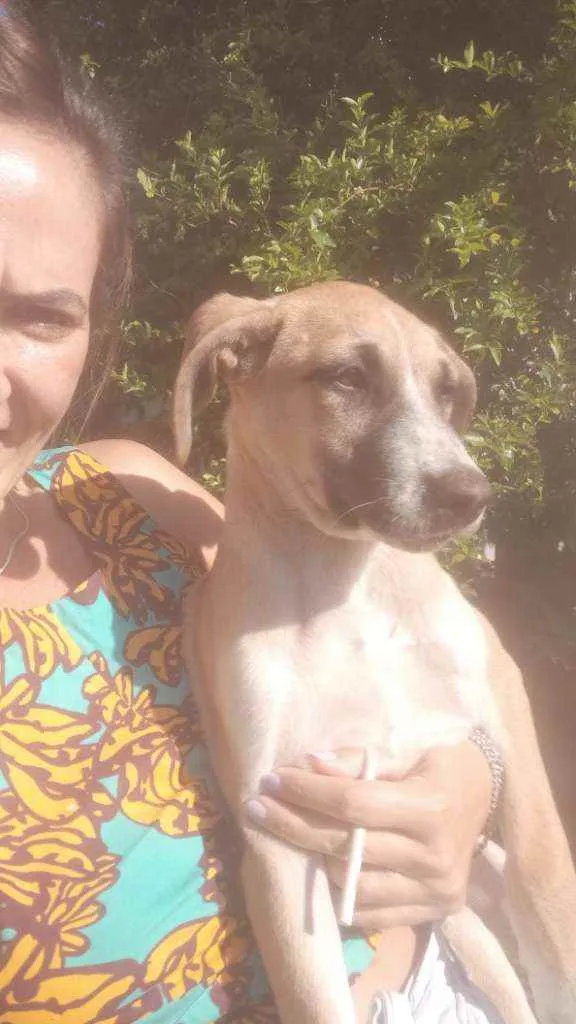 Cachorro raça Sem raça idade 2 a 6 meses nome Thor