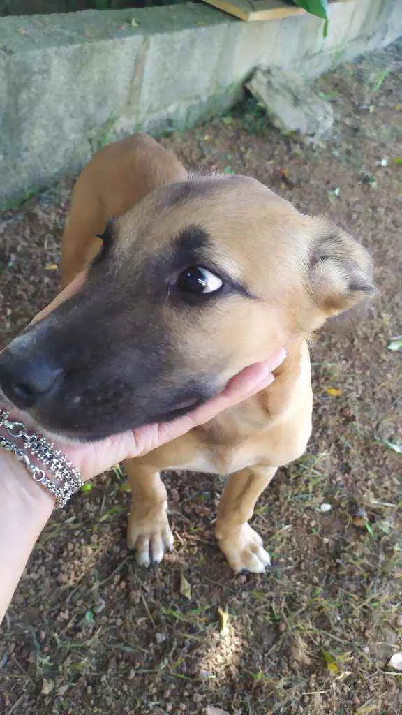 Cachorro raça Sem raça idade 2 a 6 meses nome Eros