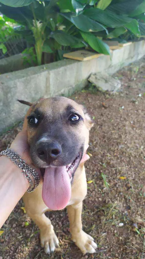 Cachorro raça Sem raça idade 2 a 6 meses nome Eros