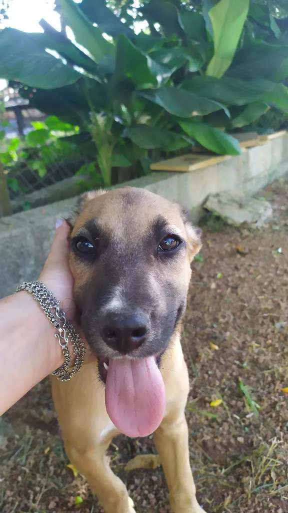 Cachorro raça Sem raça idade 2 a 6 meses nome Eros