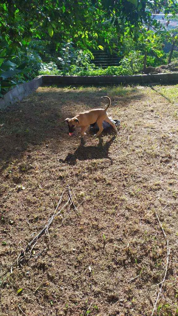 Cachorro raça Sem raça idade 2 a 6 meses nome Eros