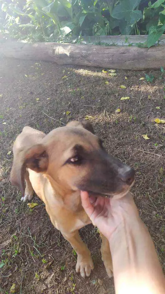 Cachorro raça Sem raça idade 2 a 6 meses nome Eros