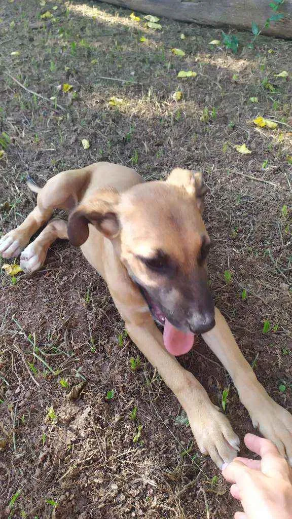 Cachorro raça Sem raça idade 2 a 6 meses nome Eros