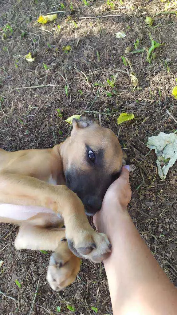 Cachorro raça Sem raça idade 2 a 6 meses nome Eros
