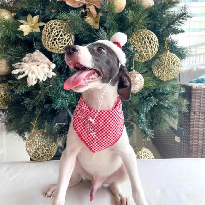 Cachorro raça SRD idade 2 a 6 meses nome Greg