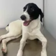 Cachorro raça SRD idade 2 a 6 meses nome Greg