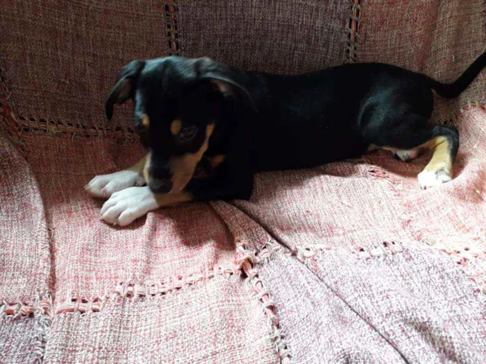 Cachorro ra a Srd idade 2 a 6 meses nome Bob