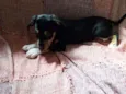 Bob