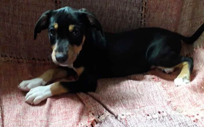 Cachorro ra a Srd idade 2 a 6 meses nome Bob
