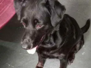 Cachorro raça Labrador mix srd  idade 1 ano nome Luna Mix  Labrador 