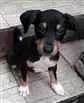 Cachorro ra a Srd idade 2 a 6 meses nome Bob