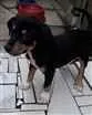 Cachorro ra a Srd idade 2 a 6 meses nome Bob