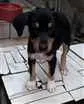 Cachorro ra a Srd idade 2 a 6 meses nome Bob
