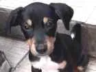Cachorro ra a Srd idade 2 a 6 meses nome Bob