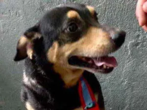 Cachorro raça Srd  idade 1 ano nome Spike lindo porte P 