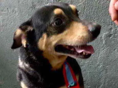 Cachorro raça Srd  idade 1 ano nome Spike lindo porte P 