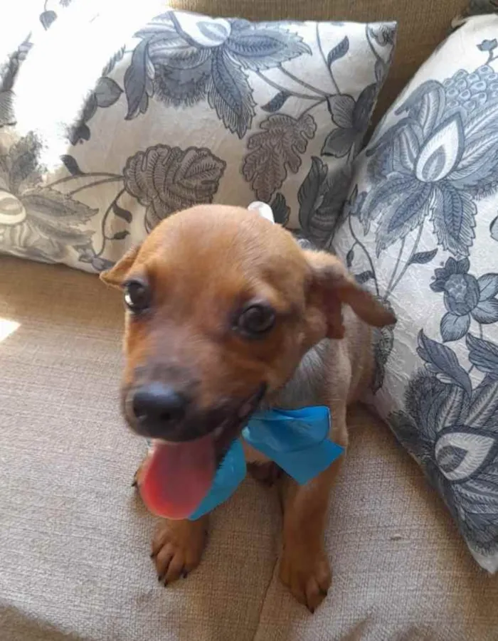 Cachorro ra a SRD idade 2 a 6 meses nome Mike