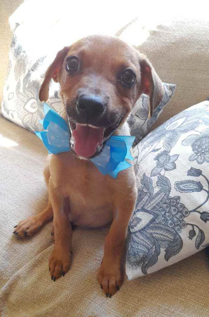 Cachorro ra a SRD idade 2 a 6 meses nome Mike