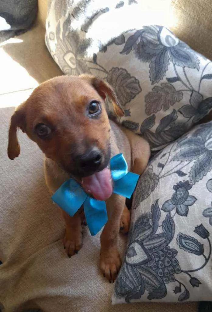 Cachorro ra a SRD idade 2 a 6 meses nome Mike