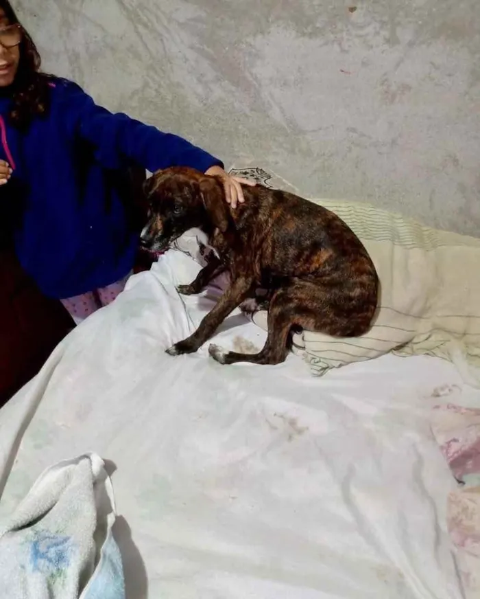 Cachorro raça Pinscher mix srd  idade 7 a 11 meses nome Molly Linda bebê 