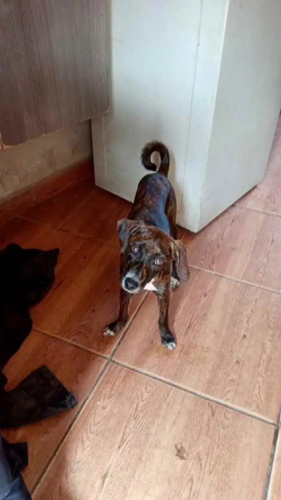 Cachorro raça Pinscher mix srd  idade 7 a 11 meses nome Molly Linda bebê 