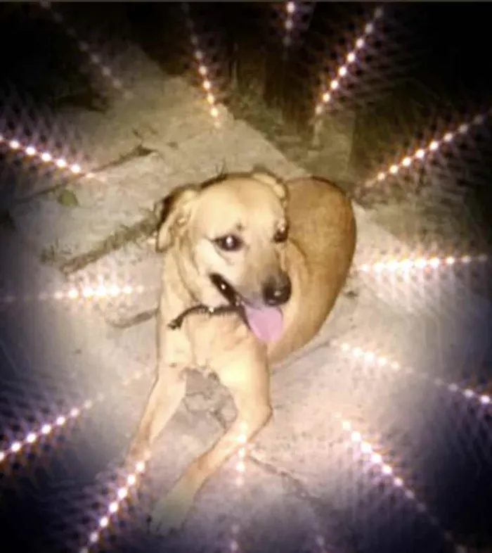 Cachorro raça Srd idade 1 ano nome Melissa um amor 