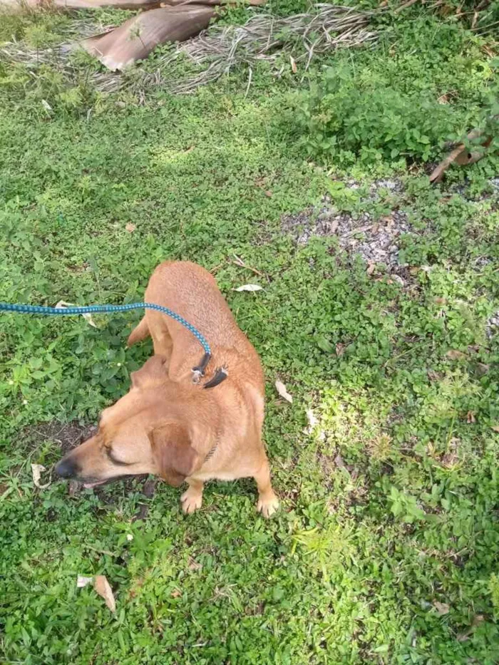 Cachorro raça Srd idade 1 ano nome Melissa um amor 