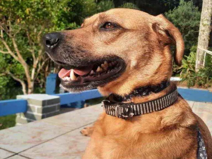 Cachorro raça Srd idade 1 ano nome Melissa um amor 