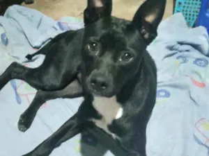 Cachorro raça Srd idade 1 ano nome Alina Linda urgente