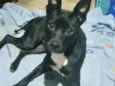 Cachorro raça Srd idade 1 ano nome Alina Linda urgente
