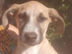 Cachorro raça Sem raça idade 2 a 6 meses nome Thor