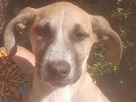 Cachorro raça Sem raça idade 2 a 6 meses nome Thor