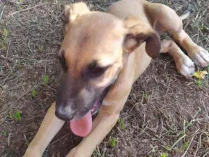 Cachorro raça Sem raça idade 2 a 6 meses nome Eros