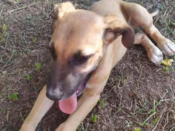 Cachorro raça Sem raça idade 2 a 6 meses nome Eros