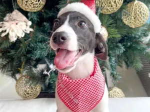 Cachorro raça SRD idade 2 a 6 meses nome Greg