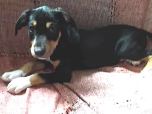 Cachorro raça Srd idade 2 a 6 meses nome Bob