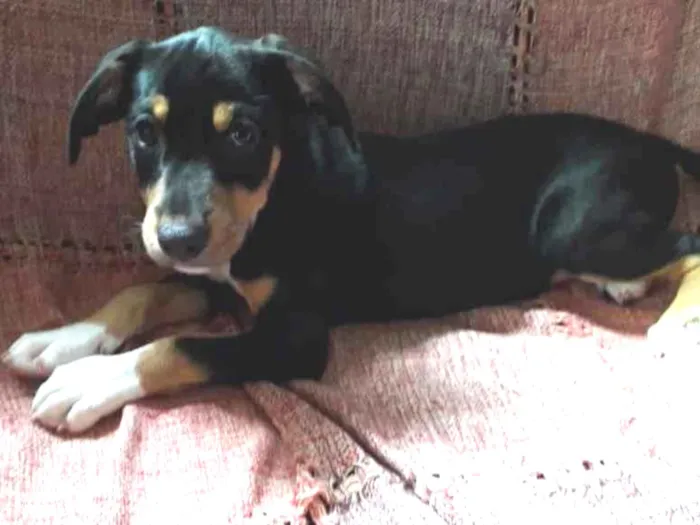 Cachorro ra a Srd idade 2 a 6 meses nome Bob