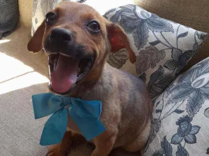 Cachorro ra a SRD idade 2 a 6 meses nome Mike