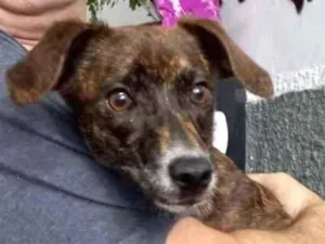 Cachorro raça Pinscher mix srd  idade 7 a 11 meses nome Molly Linda bebê 
