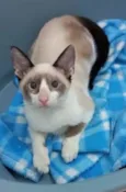 Sialatinha