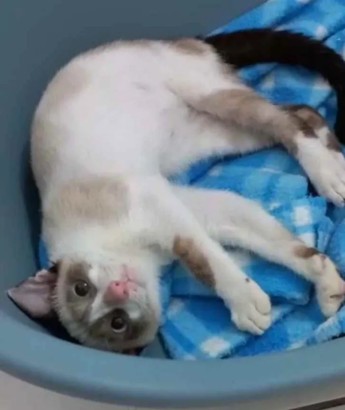 Gato ra a  idade 2 a 6 meses nome Sialatinha