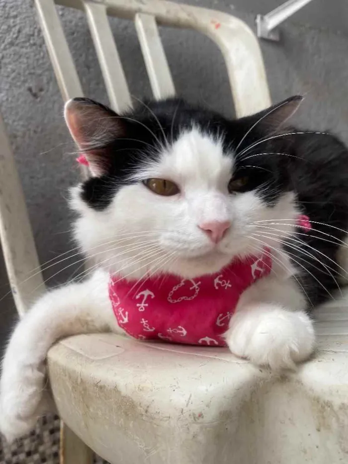 Gato ra a  idade 1 ano nome Channel 