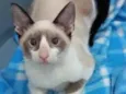 Sialatinha