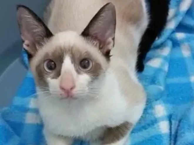 Gato ra a  idade 2 a 6 meses nome Sialatinha