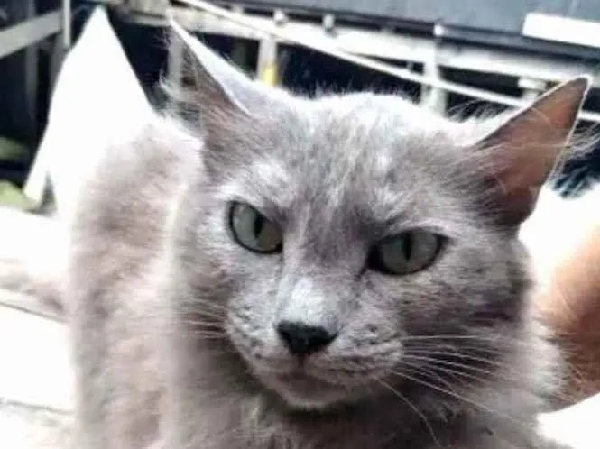 Gato ra a  idade 4 anos nome Cinza peluda