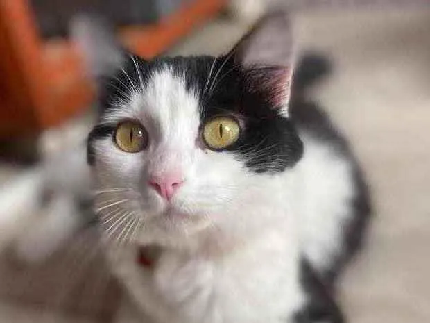 Gato ra a  idade 1 ano nome Channel 
