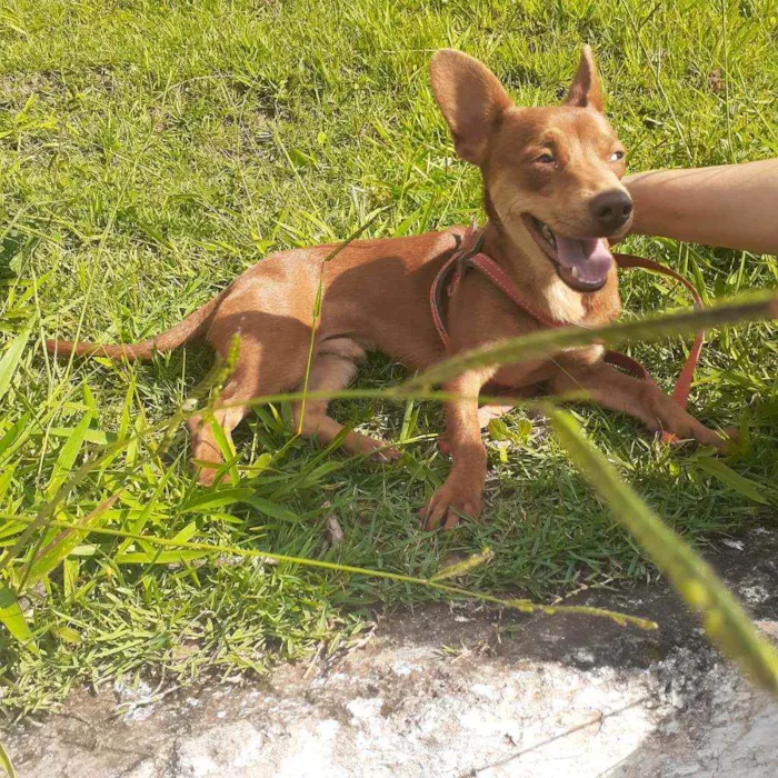 Cachorro ra a Srd idade 1 ano nome Lucky