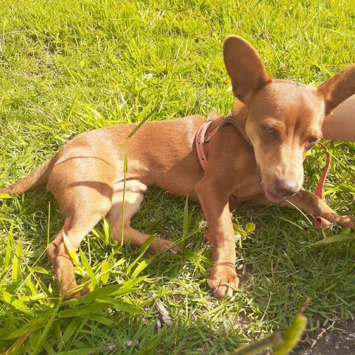 Cachorro ra a Srd idade 1 ano nome Lucky