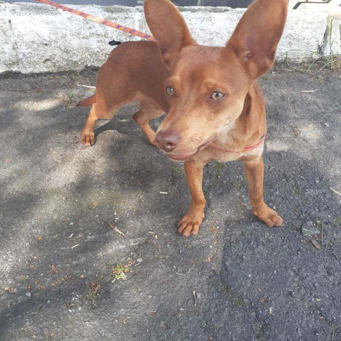 Cachorro ra a Srd idade 1 ano nome Lucky