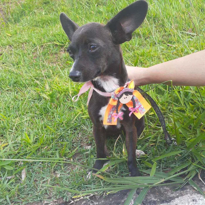 Cachorro ra a Srd idade 1 ano nome Raia
